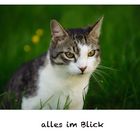 alles im Blick