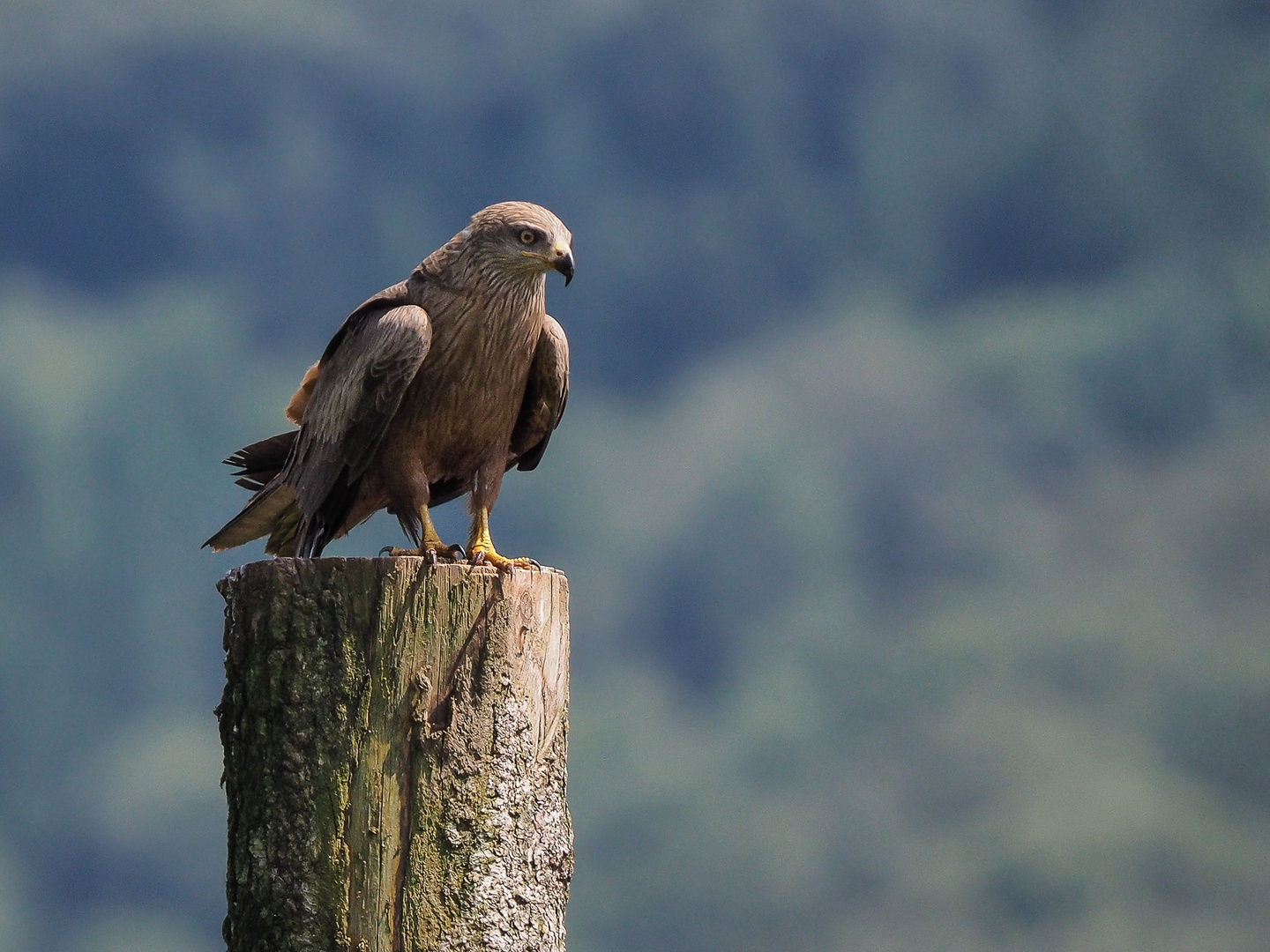 Alles im Blick....