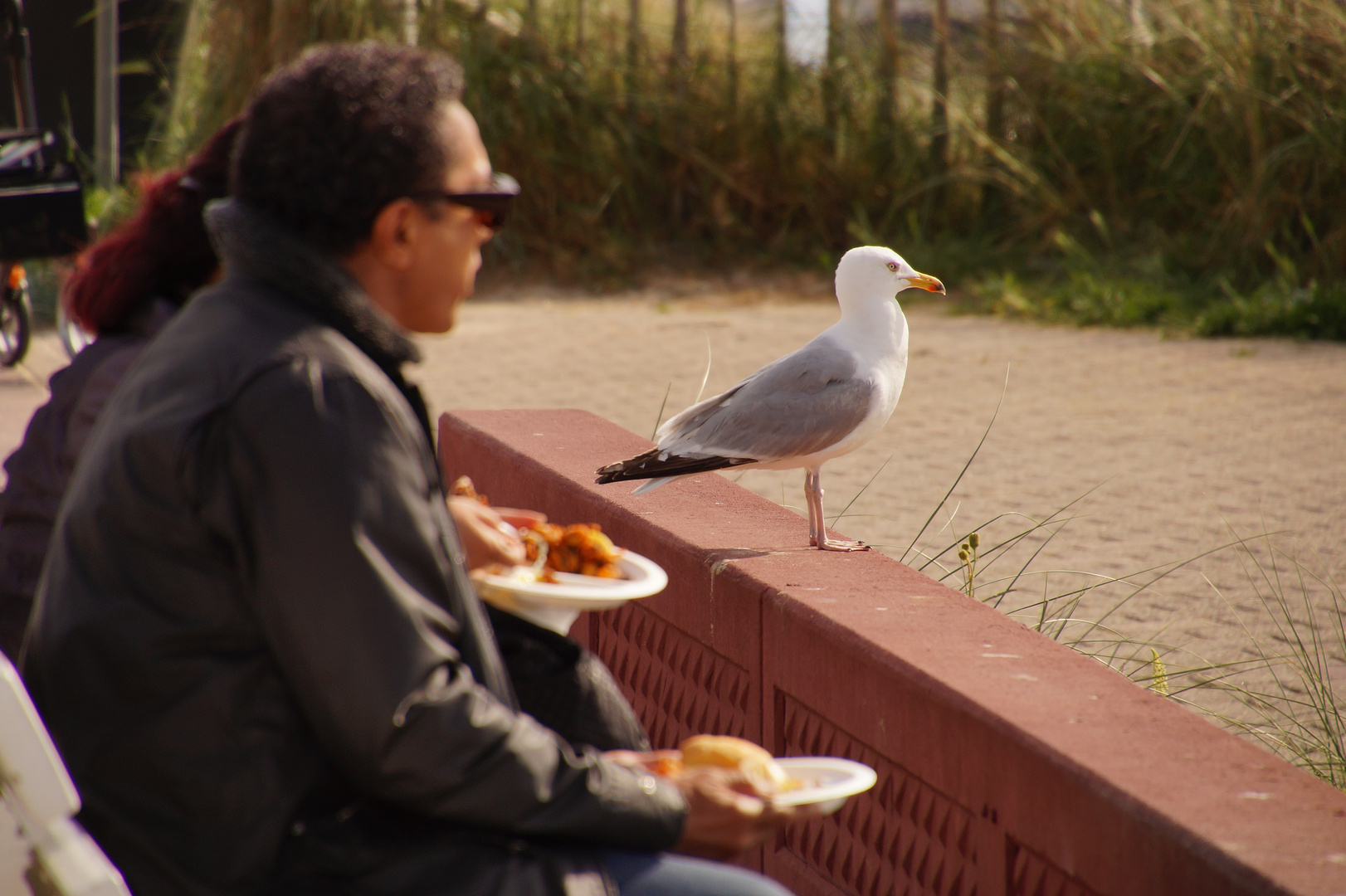 Alles im Blick hat diese Möve...