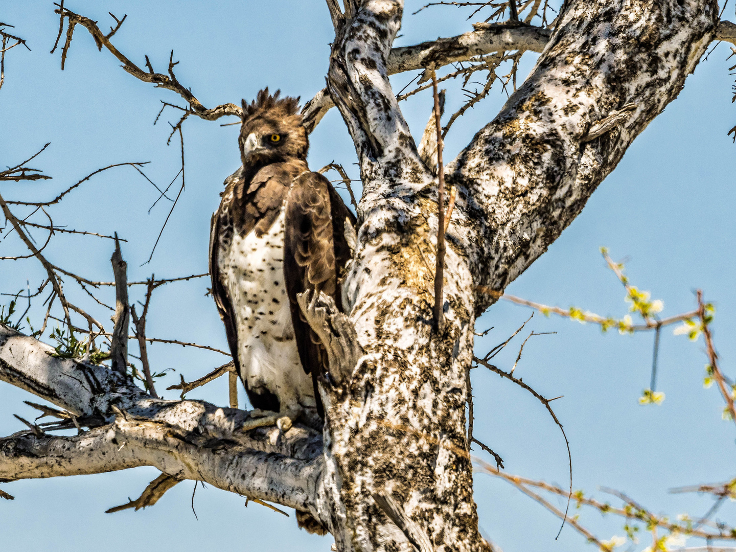 Alles im Blick - Kampfadler im Etosha Park