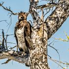 Alles im Blick - Kampfadler im Etosha Park