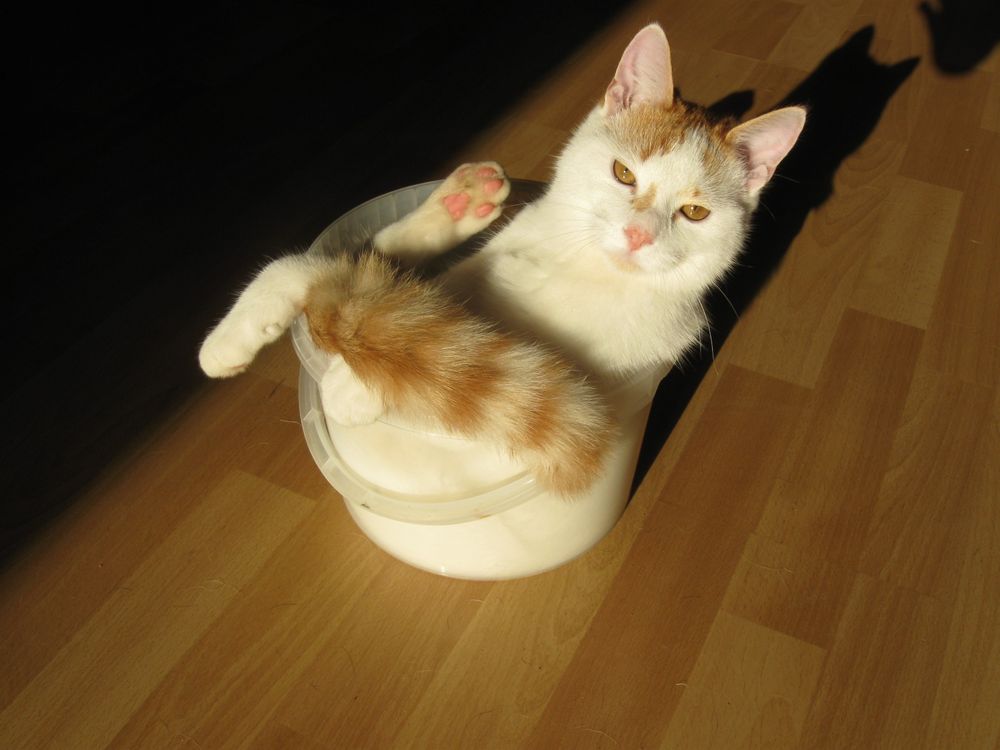 alles im Eimer! Foto & Bild tiere, haustiere, katzen Bilder auf