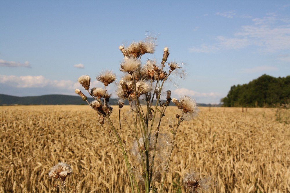 alles im goldenen Glanz