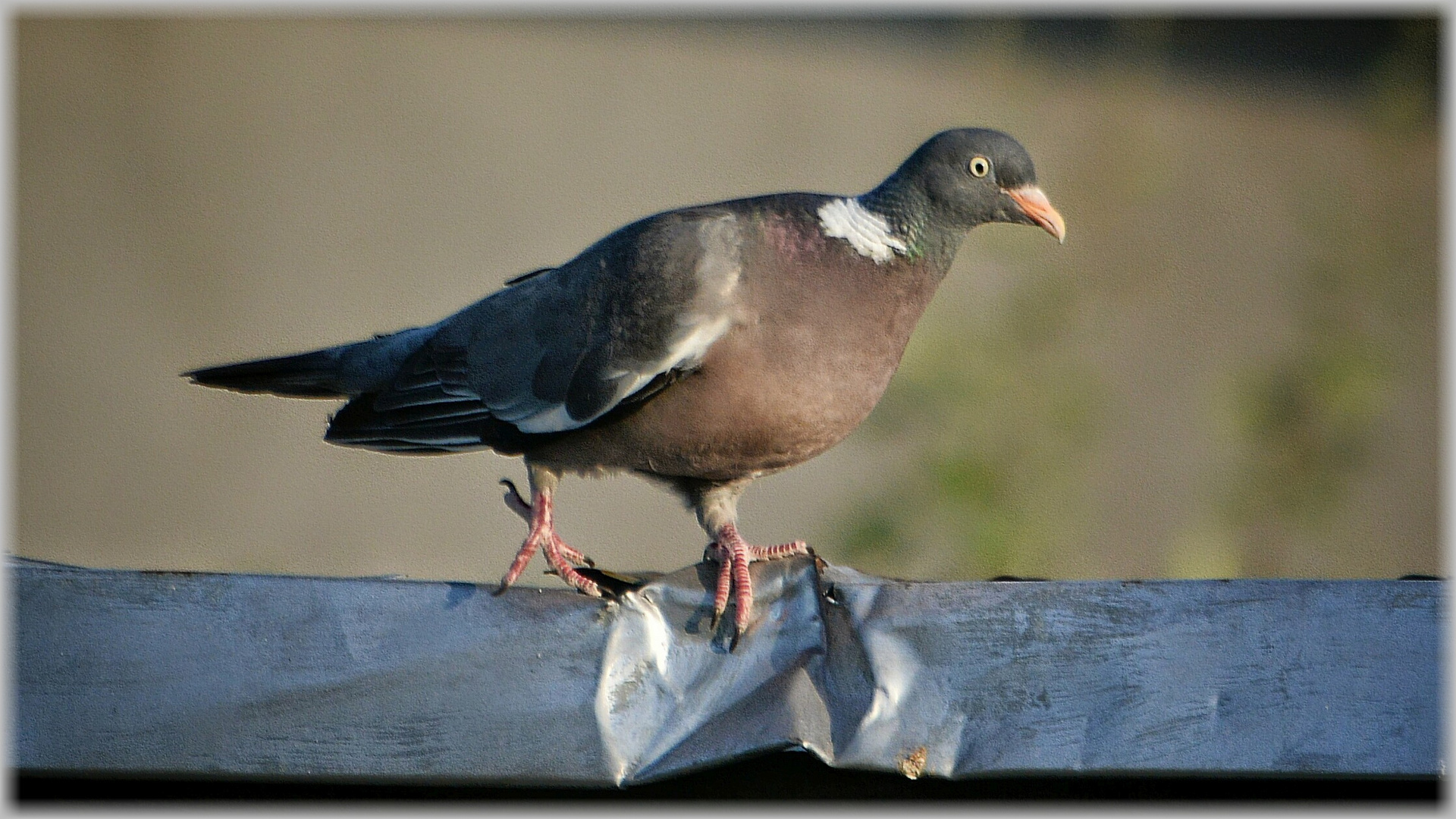 Alles im Griff - Ein bärenstarker Greifvogel ...