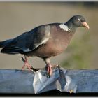 Alles im Griff - Ein bärenstarker Greifvogel ...