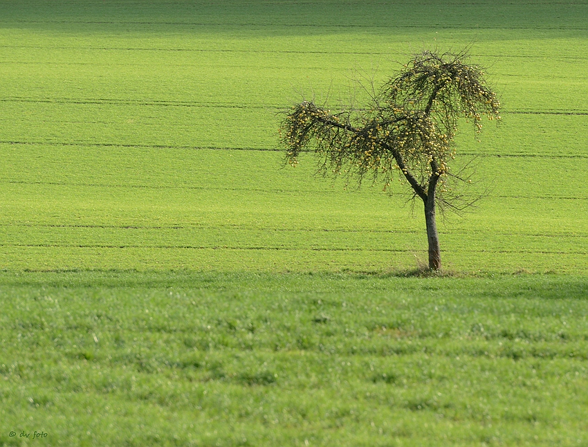 Alles im grünen Bereich