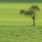 Alles im grünen Bereich