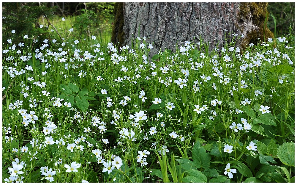 Alles in Blüte