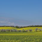 Alles in Blüte