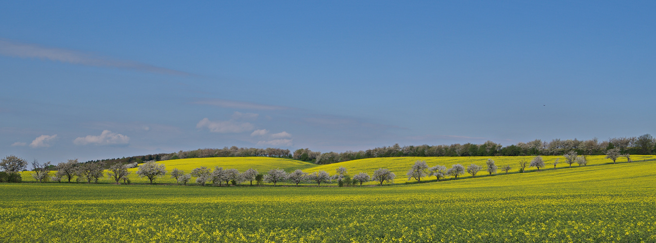 Alles in Blüte