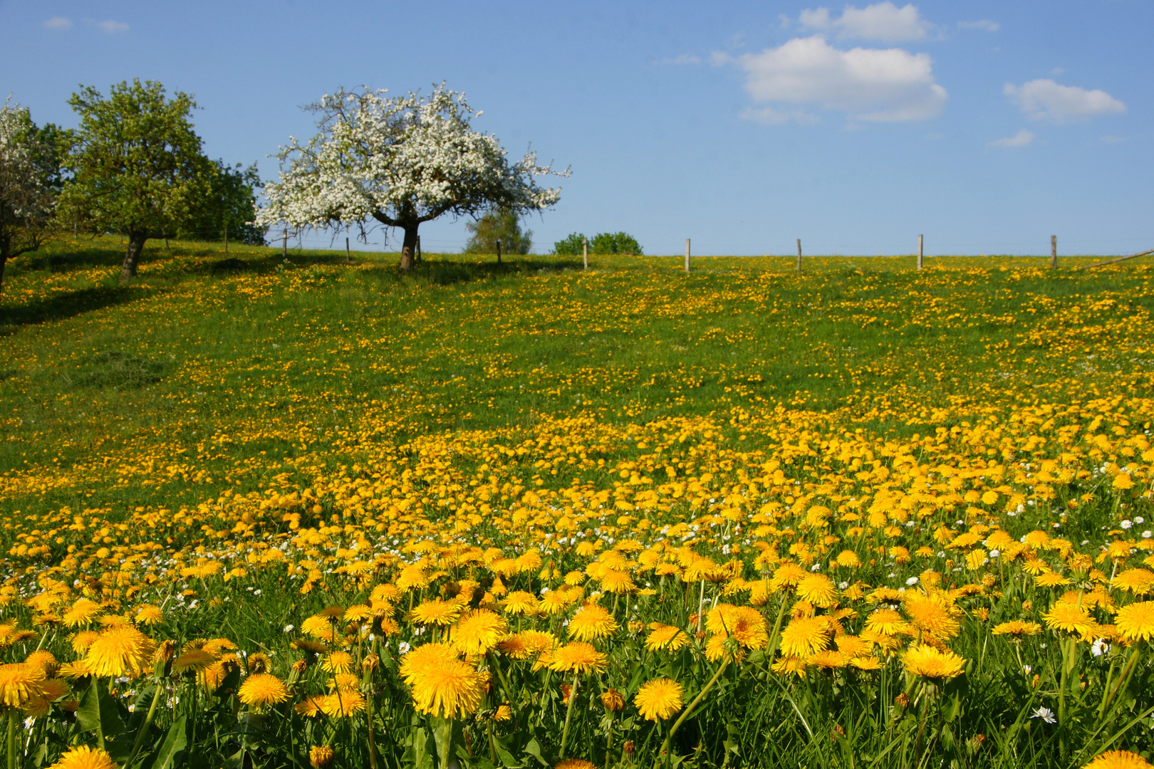 alles in Blüte