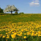 alles in Blüte