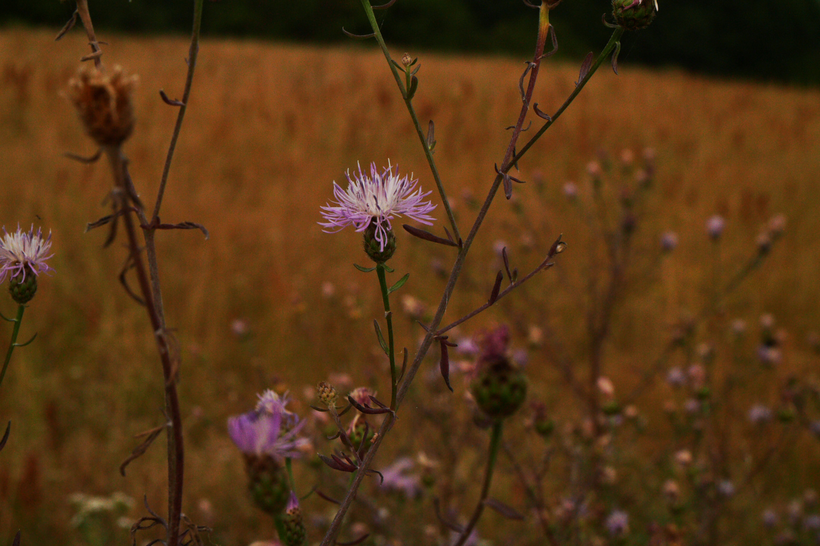 alles In Farbe