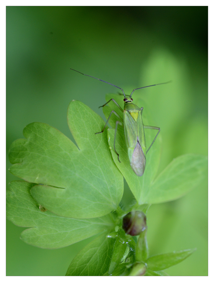 Alles in grün - Calocoris alpestris.