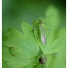 Alles in grün - Calocoris alpestris.