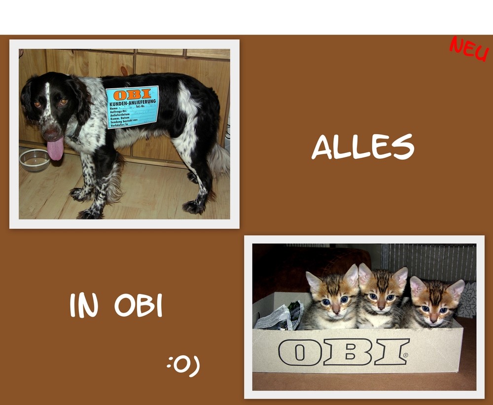 alles in Obi