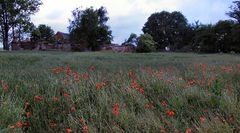 Alles in Schutt und Mohn ...