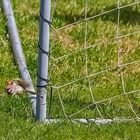 "Alles ist im Fußball - Fieber .... sogar die Spatzn"