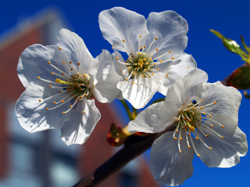 Alles Kirsche :-) by Matthias Tomforde