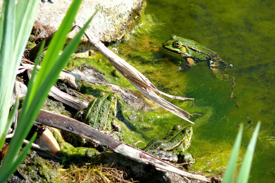 ..alles klar zum Froschkonzert ?