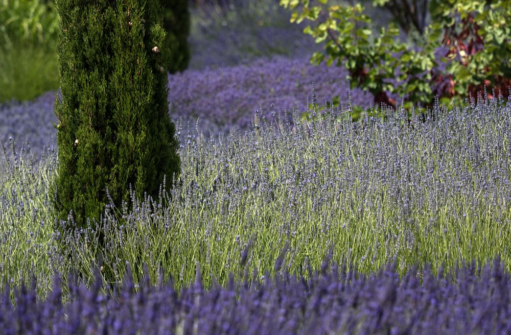 alles lavendel