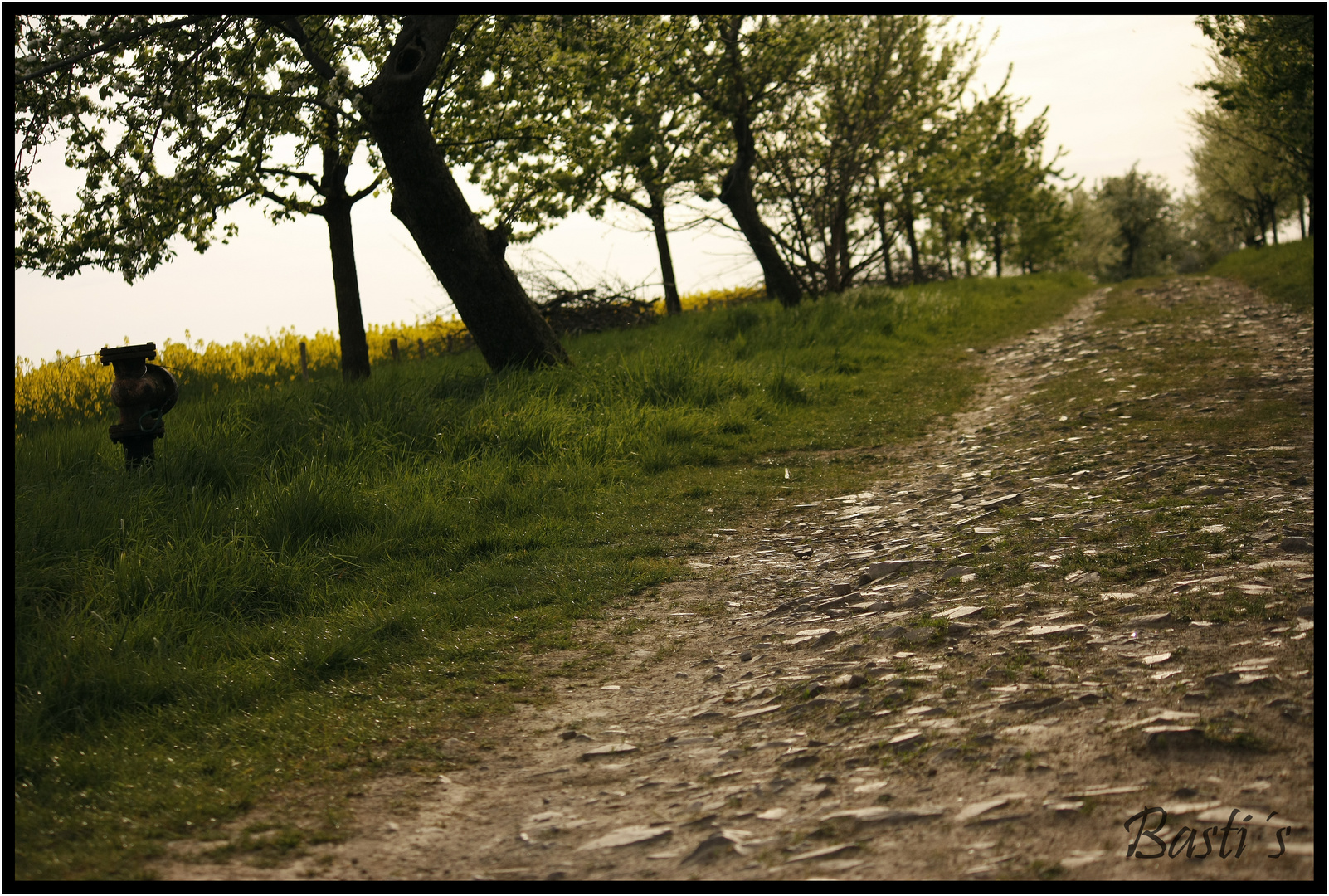 Alles leuchtet neu im Frühling