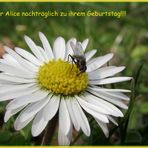 Alles Liebe....