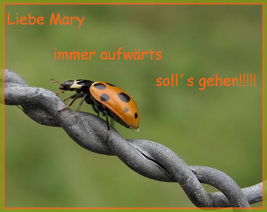 Alles Liebe für Mary D.