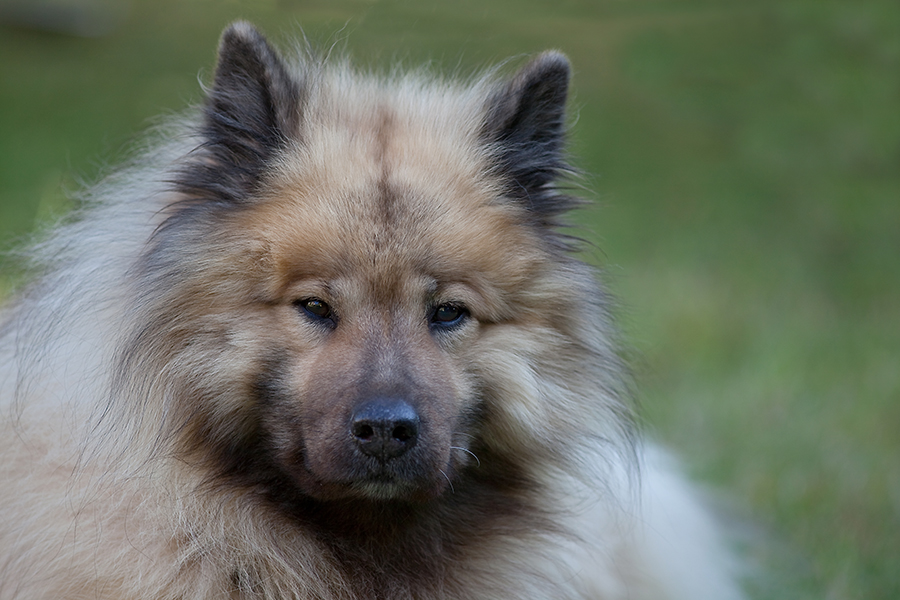 Alles Liebe zum Geburtstag, Puschkin!