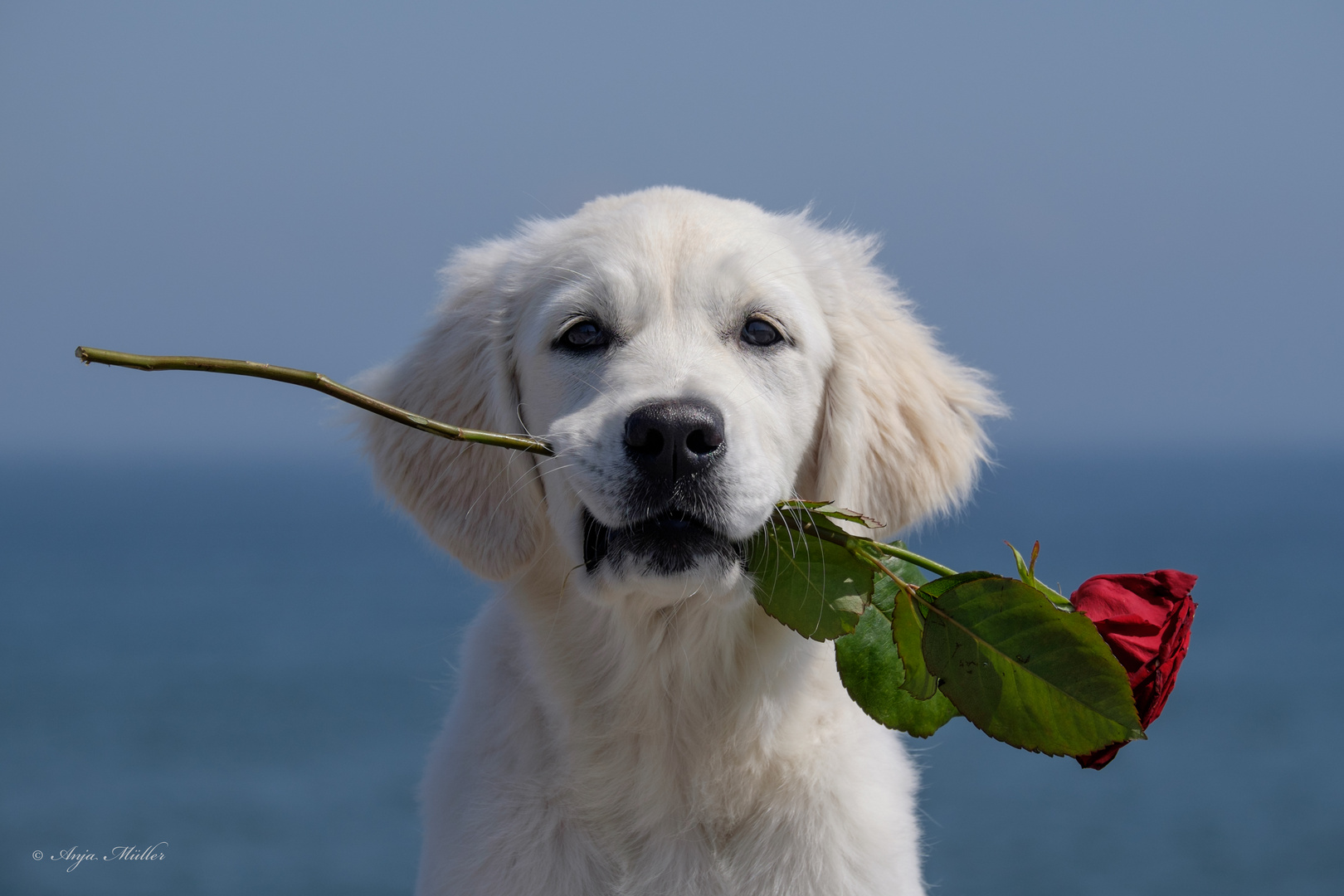 Alles Liebe zum Muttertag II Foto & Bild wasser, hunde, himmel Bilder