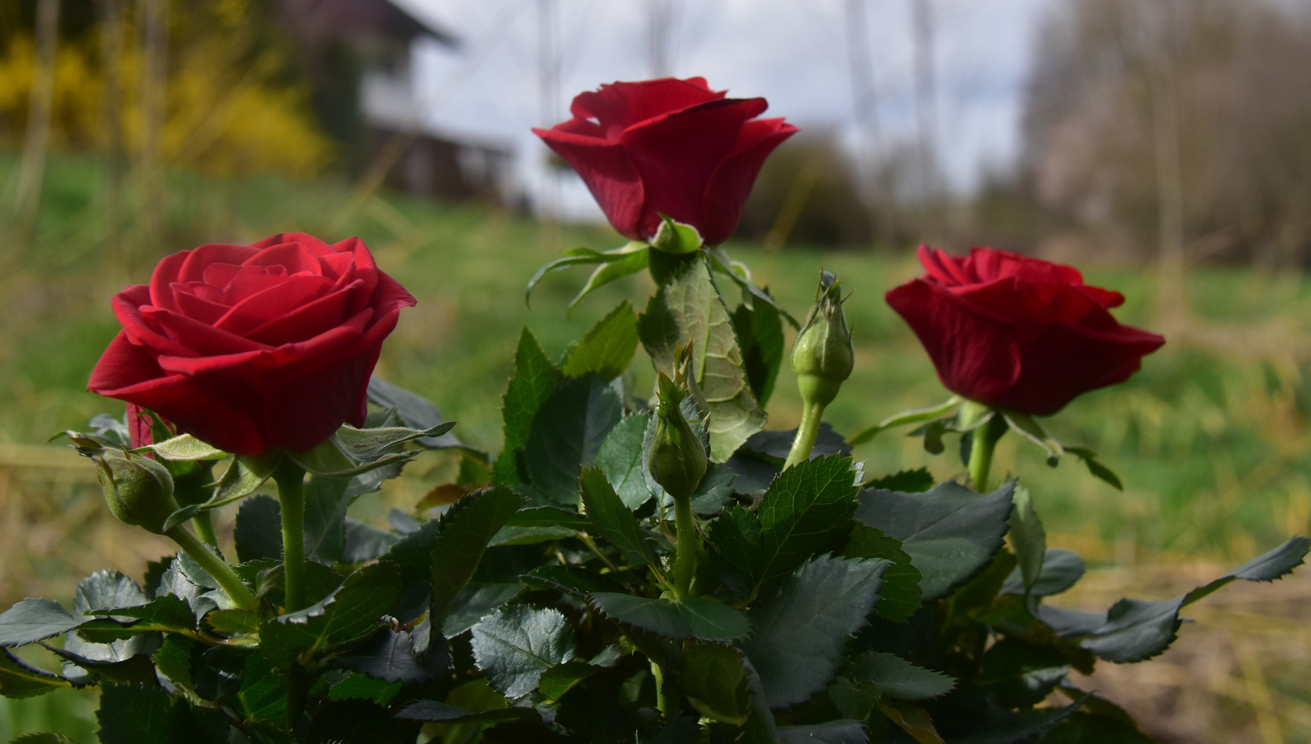 Alles liebe zum Valentinstag 