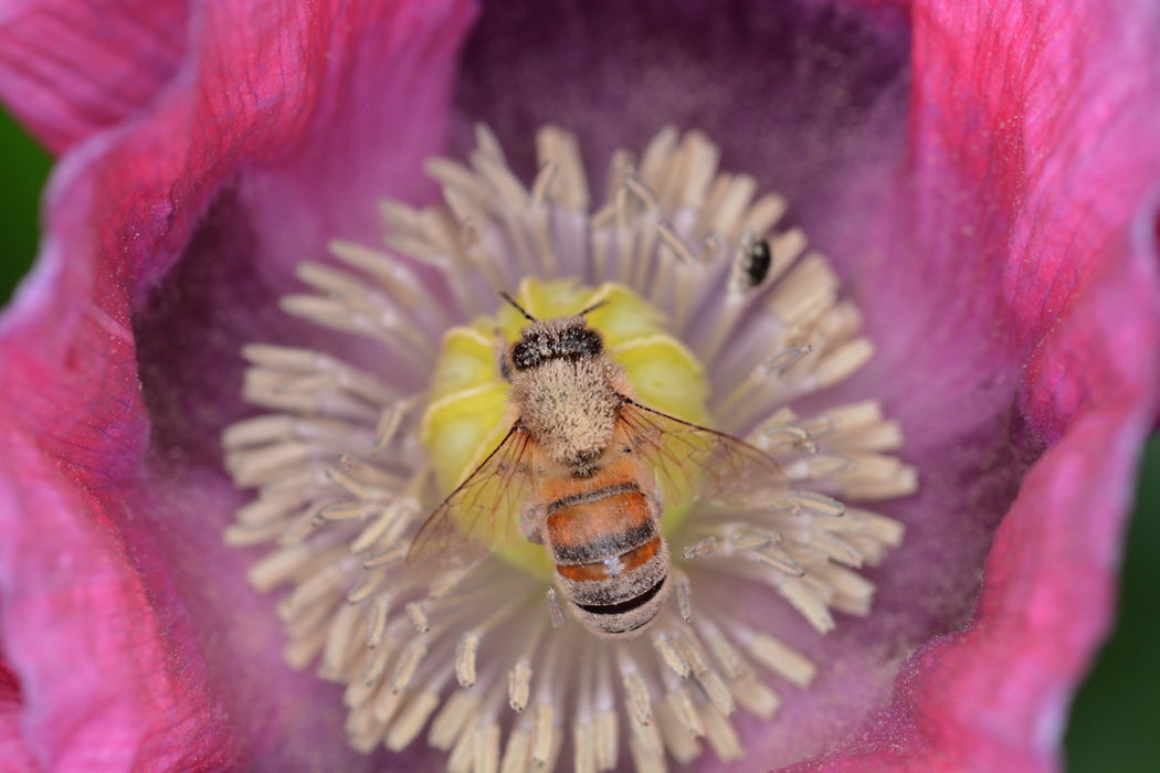 Alles lila, alles Blütenstaub: Biene in der Mohnblüte.