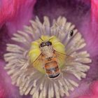 Alles lila, alles Blütenstaub: Biene in der Mohnblüte.