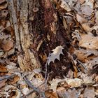 Alles marode - Blätter und Holz am Waldboden.