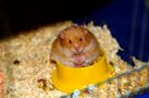 Hamster