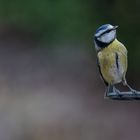 .. alles meins .... Blaumeise bewundert die Auslagen