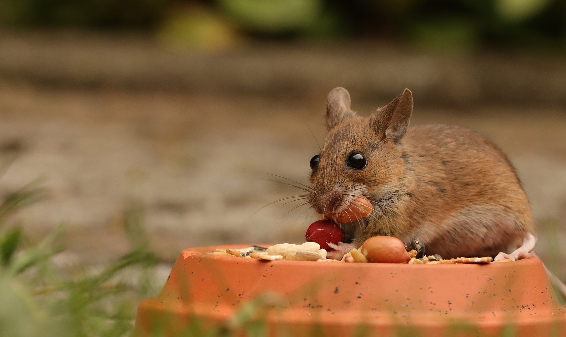 "ALLES MEINS" ;O)