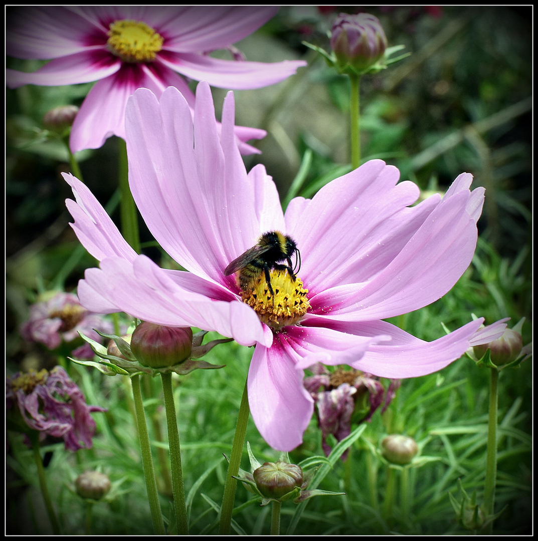 ... "alles meins" ... sagte die kleine Hummel...oder doch die Biene???