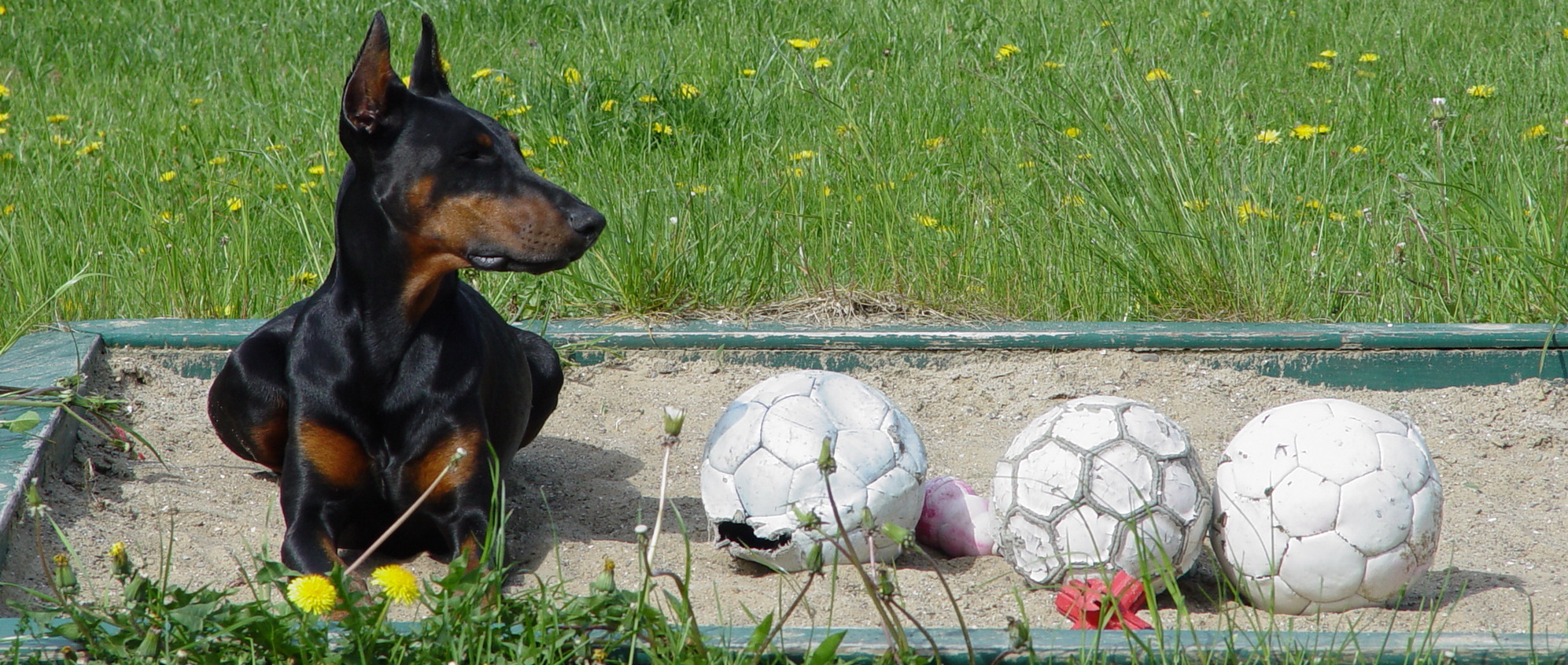 Alles meins!!! Versuch auch nur einen Ball zu klauen, dann . . . . kannst du mal mit mir spielen.