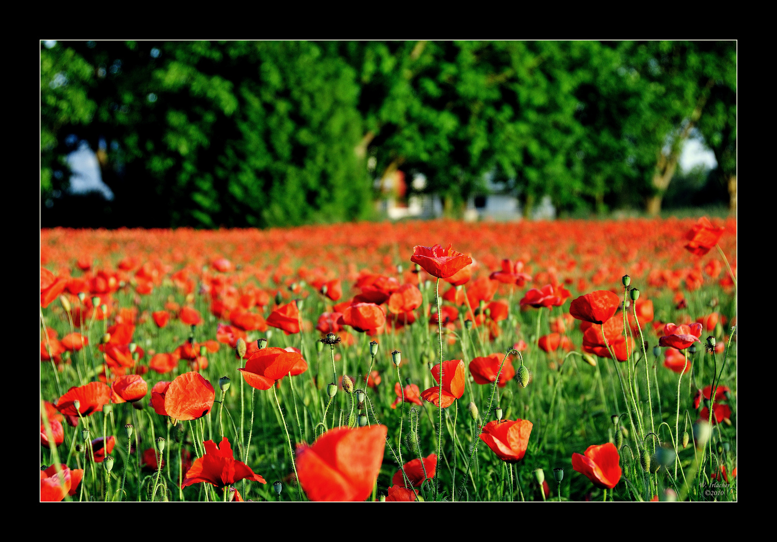 Alles Mohn