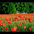 Alles Mohn