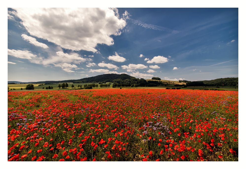 Alles Mohn