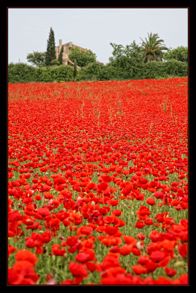 Alles Mohn oder Was!?