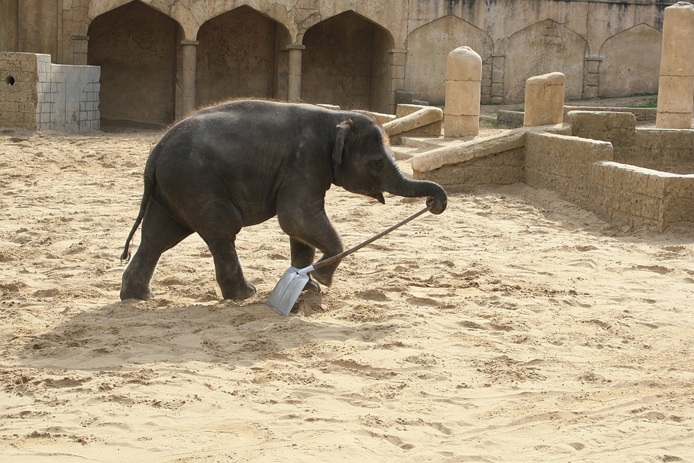 alles muss man selbst machen - Zoo Hannover