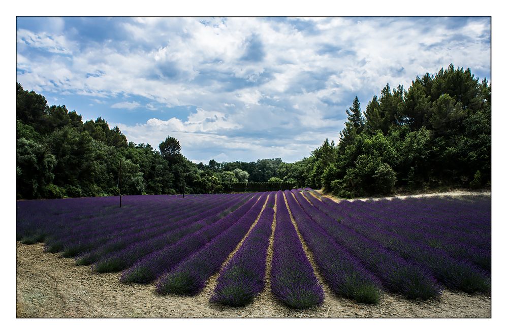 Alles muss raus: Yeah, another Field of Lavender!