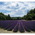 Alles muss raus: Yeah, another Field of Lavender!