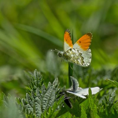 alles Natur - oder in etwa: zu Essen gibt es nichts, aber schau wie ich daliege ;-)