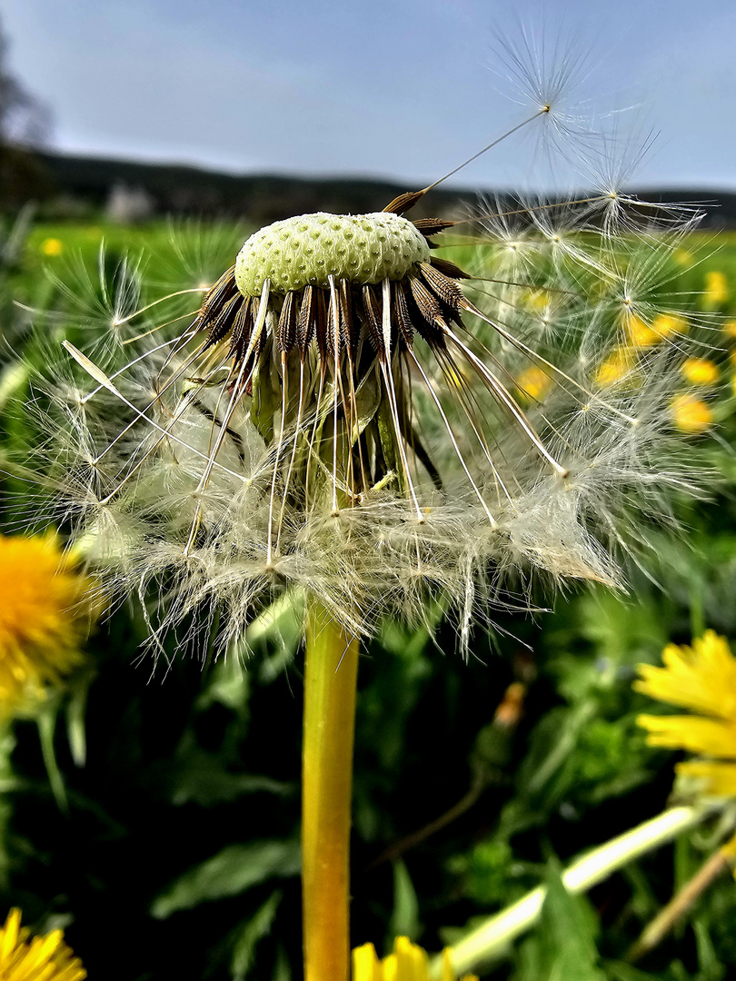 Alles nur Pusteblume?