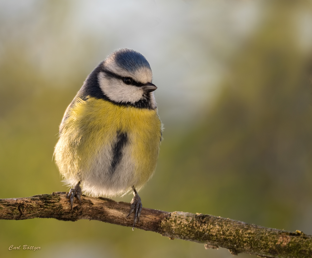 Alles ok? - Blaumeise