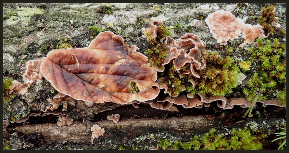 Alles Pilz... auch das *Blatt*...